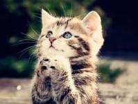 ����Ż���ר��