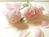 ���봺��һ��һë����ר��