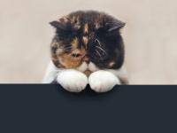 ����ϫĭ��ר��