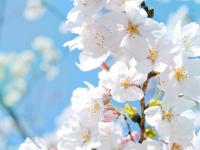 ��������δī��ר��