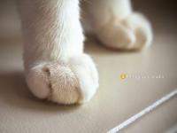 ����Υ���˵�ר��