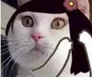 ǧϧר