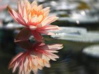 ����������ר��