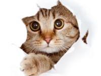 ����ʯ���ר��