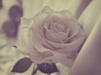 �����Ұ�Ц���ĺ���i��ר��