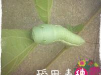 ���뵾�������ר��