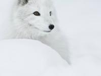 ����ĺ��֮���ר��