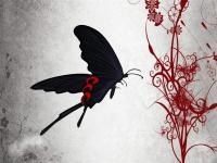 ���뻨����������ר��