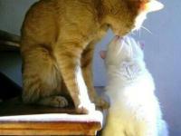 ����������ξ���ү��ר��