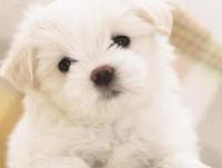 ����ħ�ٵ�ר��