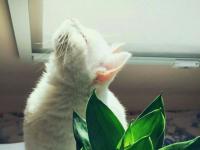 ������޵�ר��