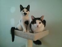 ����С�ܶ���ר��