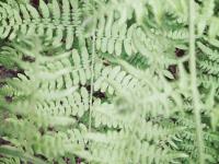 ������׵�ר��