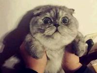 ���������ר��