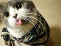 ����˰�����ר��