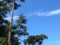 ��������ľ��ר��