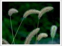 ������β�ݵ�ר��