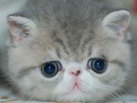 ���뻨�����ٵ�ר��