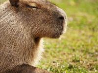 ����Asane��ר��