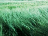 �������˵�ר��