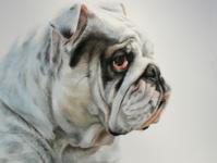 ����è��è��ר��