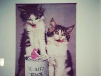 �������µ�ר��