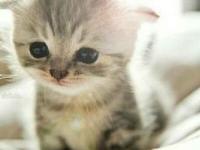 �����������ר��