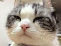 ��������һֻ��ר��