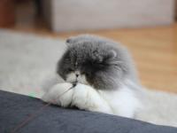 ���뱾������ר��