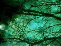 ����������ε�ר��