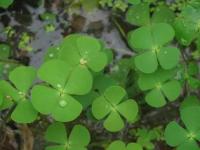 �������µ�ר��