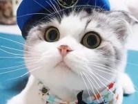 进入王凡铜的专栏