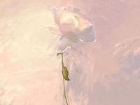 ������Ҷ��ר��