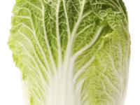 �������԰ײ˵�ר��