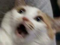 ����С�׾Ƶ�ר��