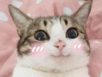 进入哈士猫的专栏