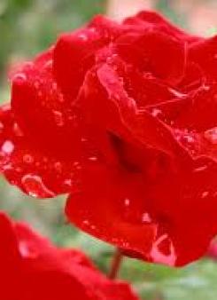 �����еİ���