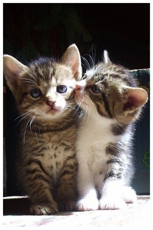 �˻������޻���