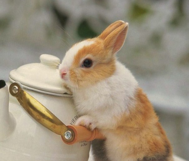 ������Ұ�ǵ�С����