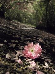 ����һ�����Ļ�