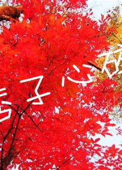 Ʀ������