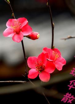 �����̽�-����ɢ