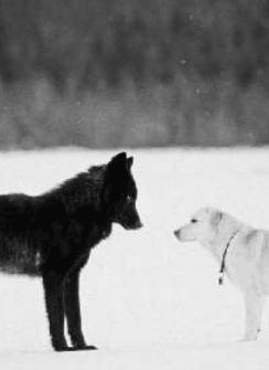 ��ֻ������ŷ����