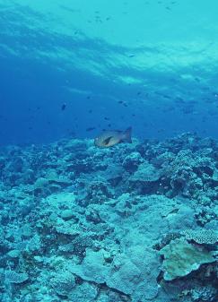 ������ͩ