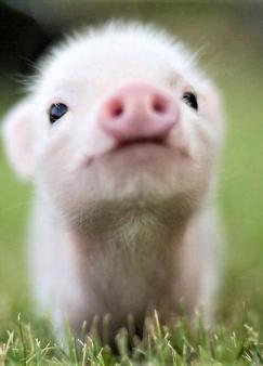 ��������ְ��