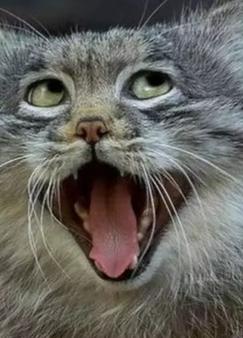 ��Ѫ�Ĺ���