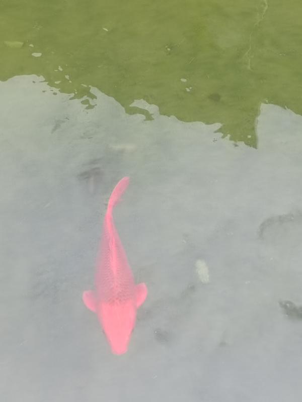 �۳��������ݸ����ް�
